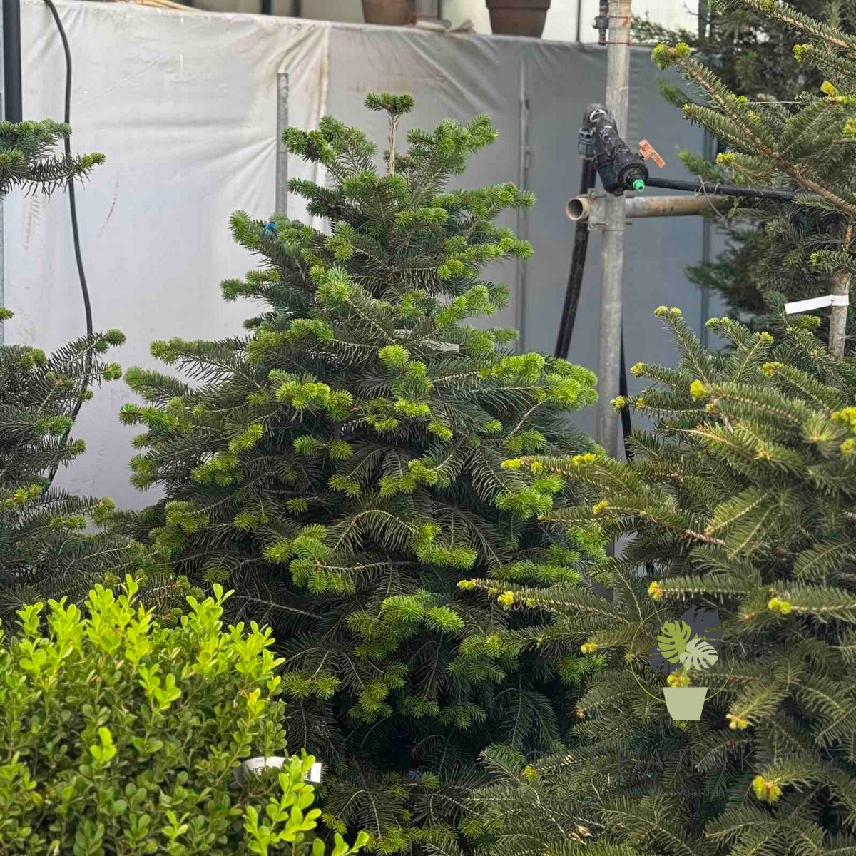 Έλατο Νορμανδίας (Abies nordmanniana) | Premium Φυσικό Χριστουγεννιάτικο Δέντρο - 